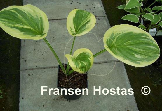 Hosta Outrageous